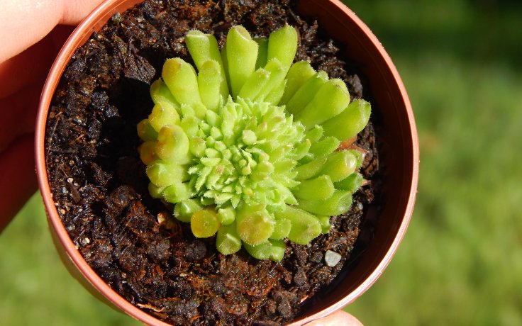 Sempervivum Pelora - crested / monstrose hosueleek