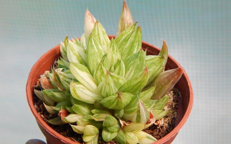 Haworthia marumiana variegata sukulent