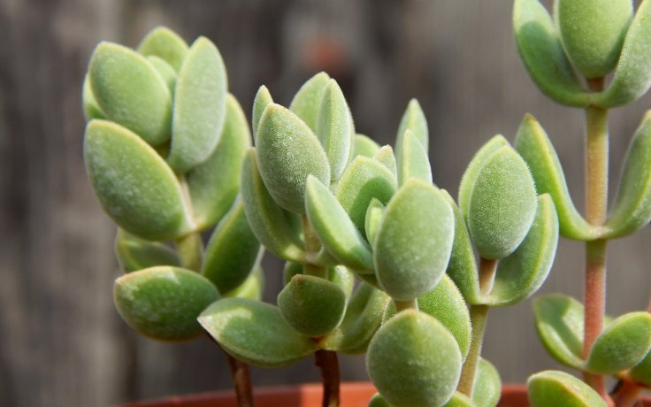 Crassula Velveta - Mini Jade Plant