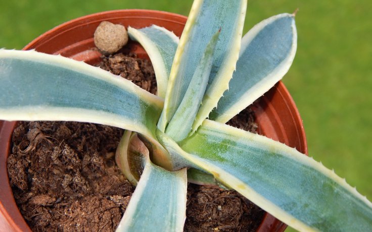 Agave americana variegata