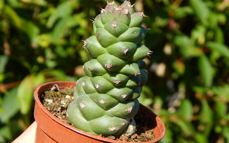 Euphorbia ritchiei