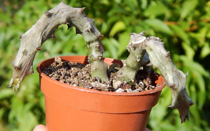 Ceropegia stapeliiformis