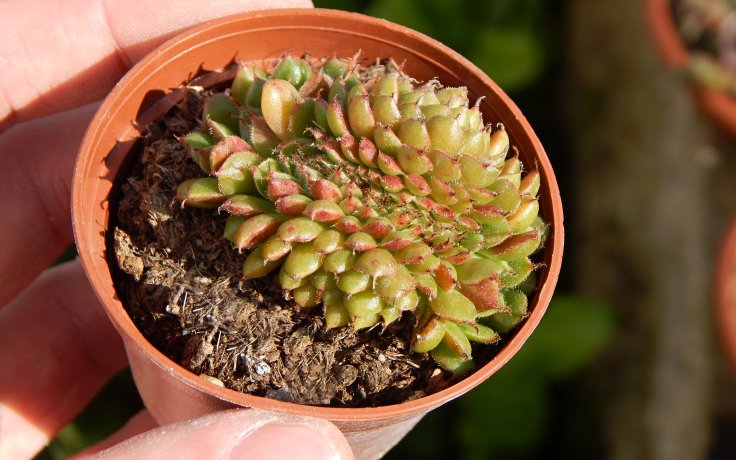 Graptoveria Iona cristata