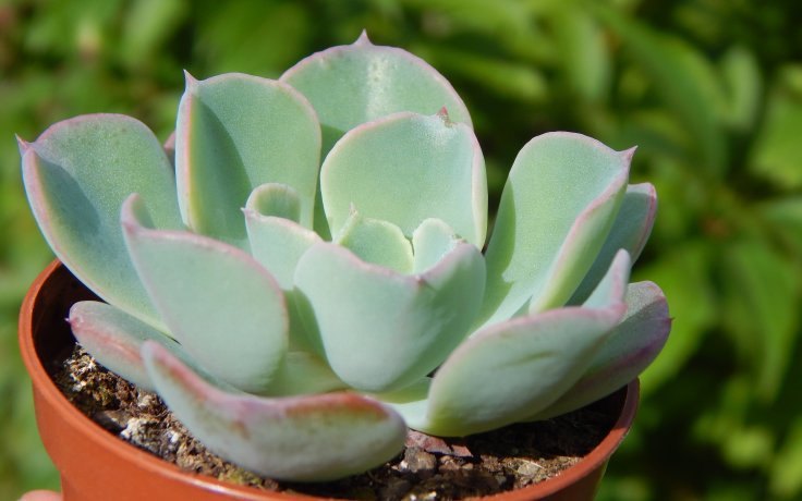 Echeveria Raindrops - atraktivní sukulent