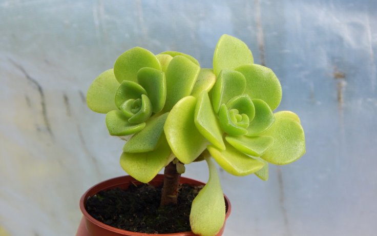 Aeonium Lily Pad - zářící sukulent