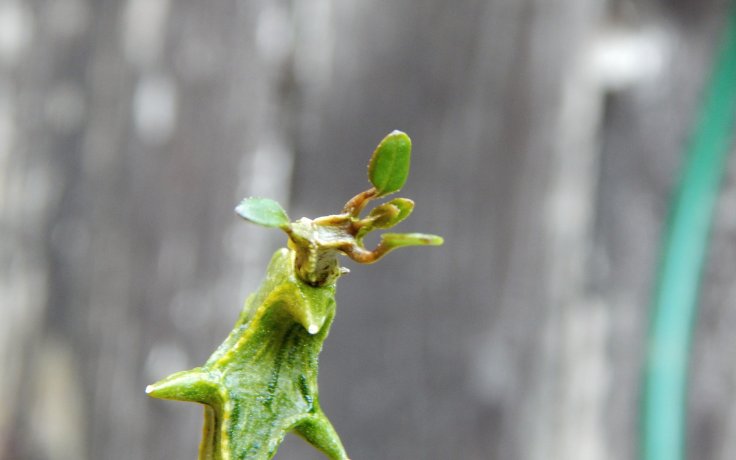 Ceropegia simoneae - pokojový sukulent