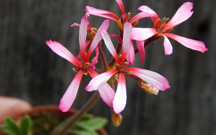 Pelargonium formosum květ