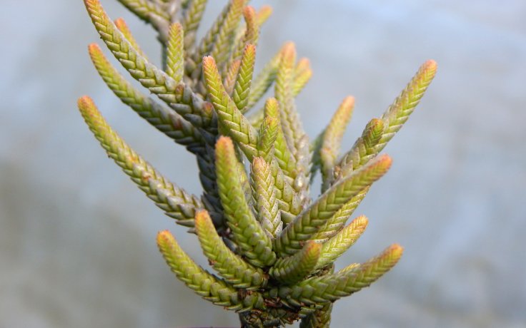 Crassula muscosa Fireworks pokojový sukulent