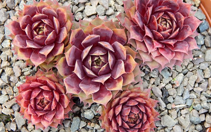 Sempervivum Buntstachel