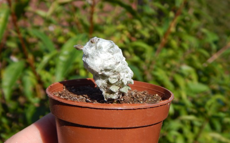 Anacampseros lanigera