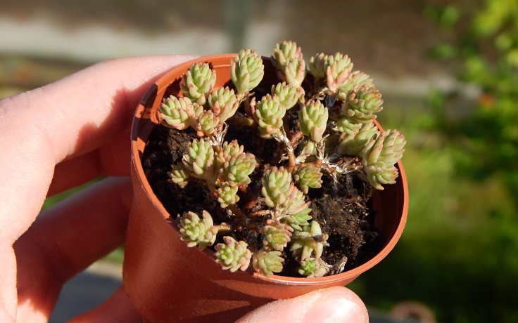 Sedum urvillei