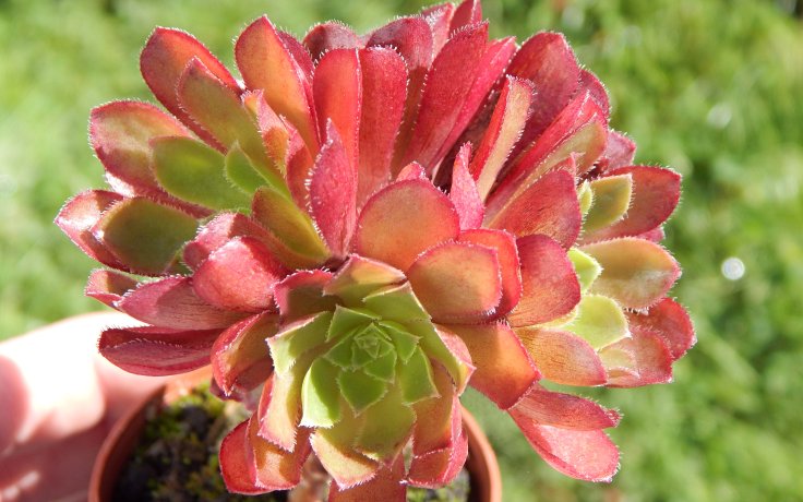 Semponium Sienna - kříženec