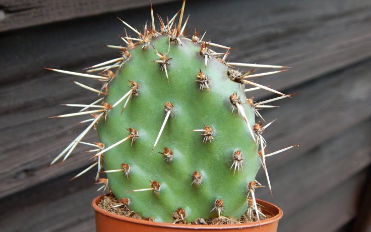 Opuntia erinacea var. utahensis - winter catus