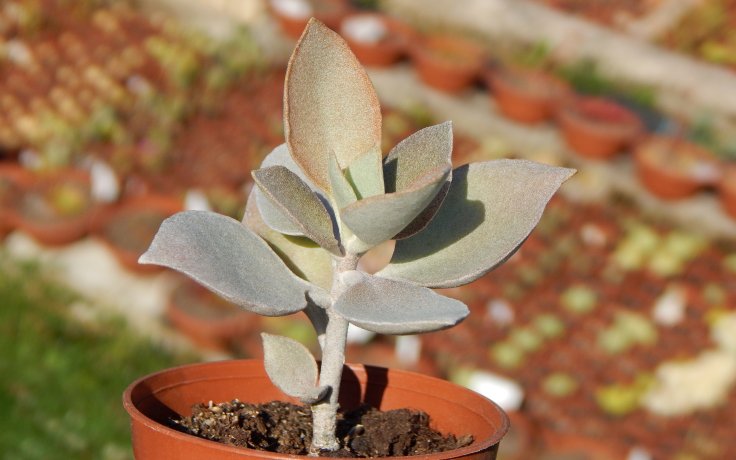 Kalanchoe bracteata sukulenty