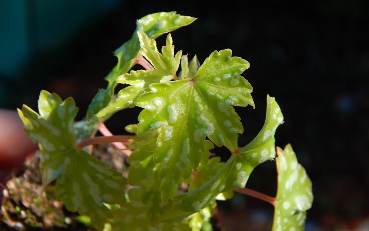 Begonia shepherdii pokojovky