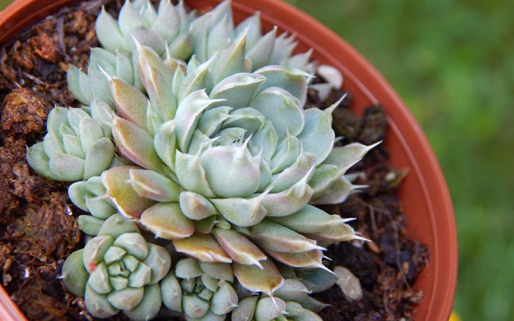 Orostachys spinosus Silver