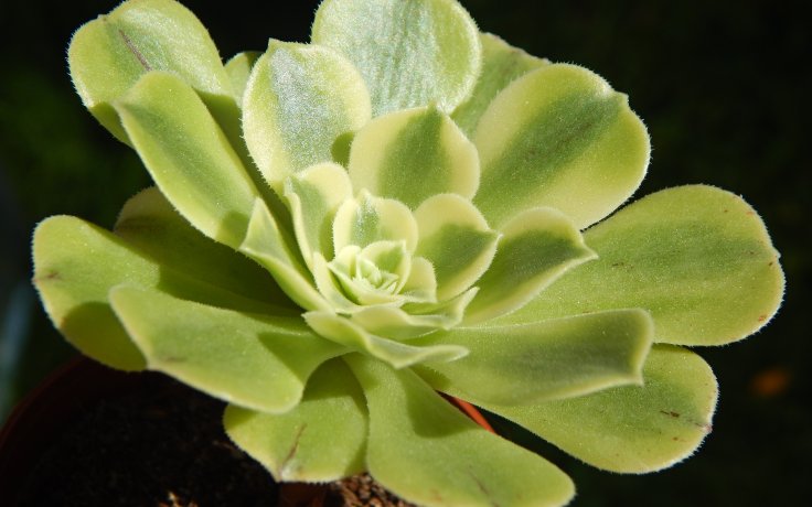 Aeonium Green Bean - small tree succulent