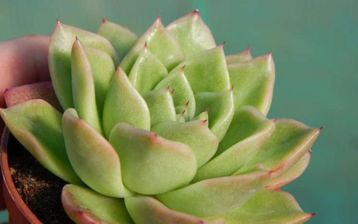Echeveria Leisal - nenáročný sukulent