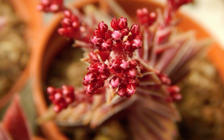 Crassula capitella Red Pagoda - červená tlustice, květ