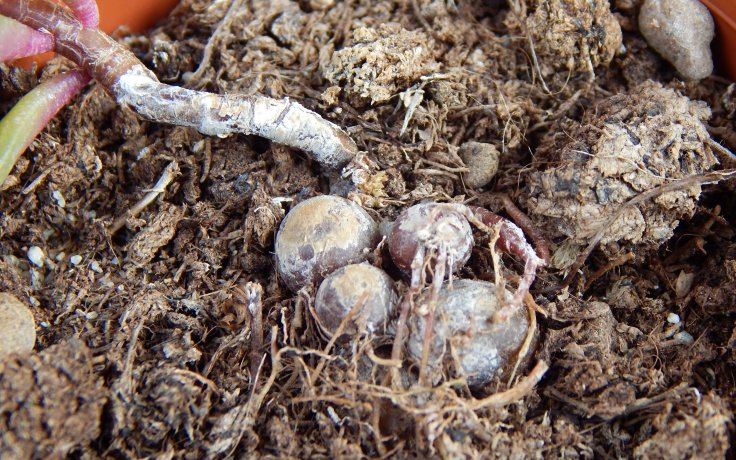 Grahamia coahuilensis - caudex