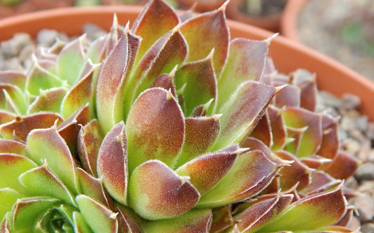 Jovibarba heuffelii Lanthe - Hens and chicks