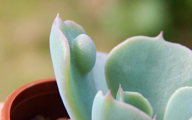 Echeveria Raindrops