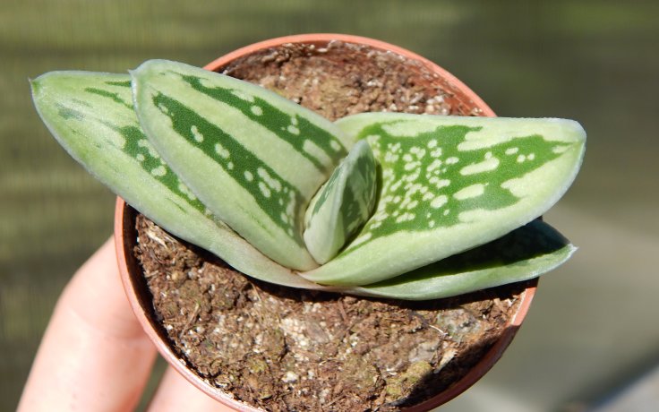 Gasteria Green Ice sukulent kultivar