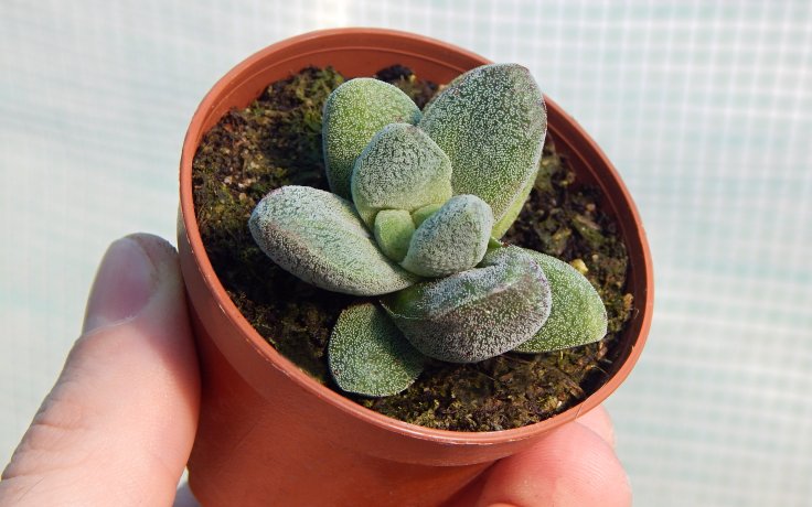 Crassula tecta - pokojový sukulent