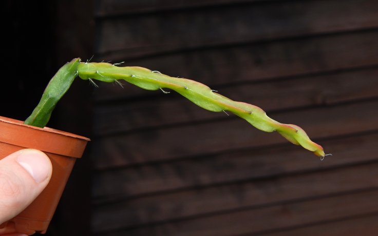 Rhipsalis paradoxa epifytický kaktus