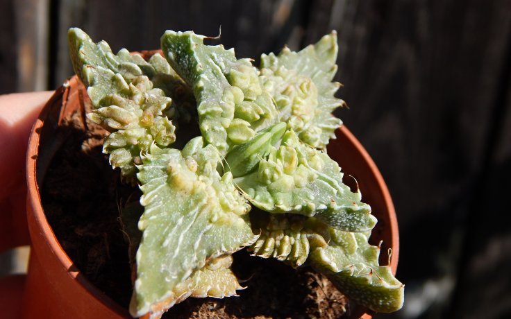 Faucaria tuberculosa Aranami