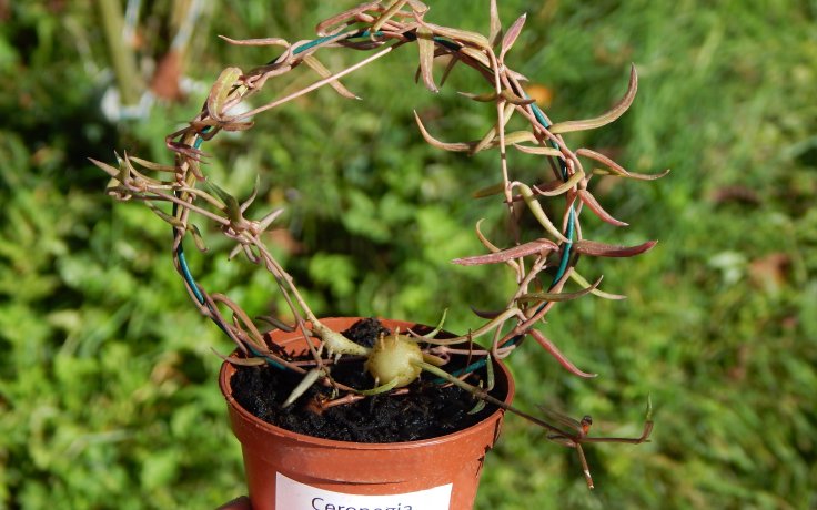 Ceropegia linearis