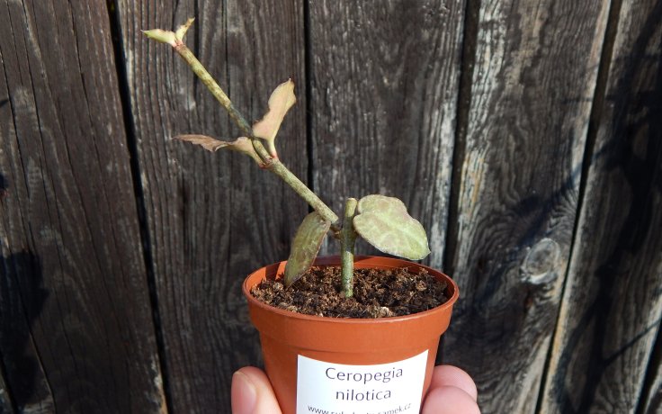 Ceropegia nilotica pokojovka převislá