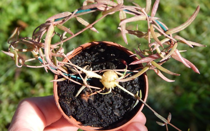 Ceropegia linearis - popínavý sukulent