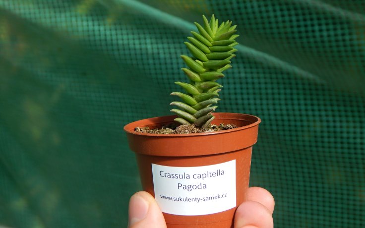 Crassula capitella Pagoda