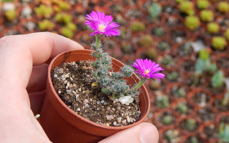 Trichodiadema densum čeledi Aizoaceae