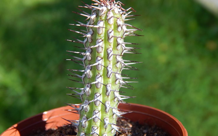 Euphorbia baioensis pokojovka s trny