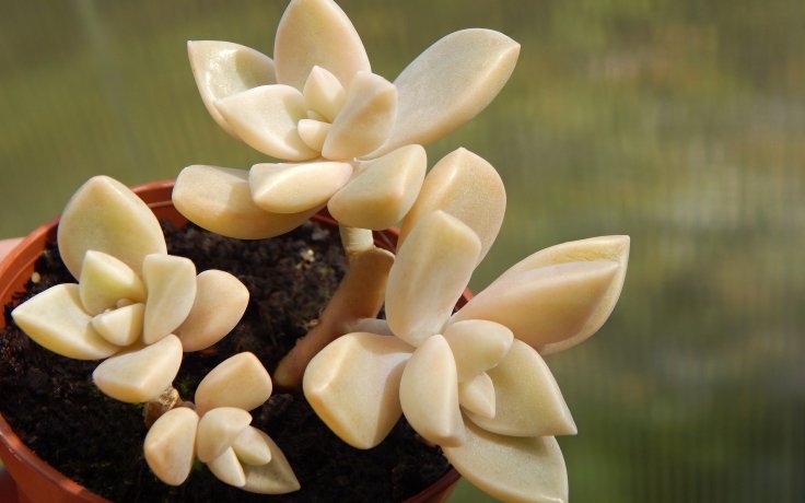 Graptosedum Ghosty - colorfull succulent