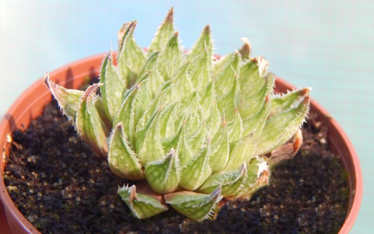 Haworthia maculata