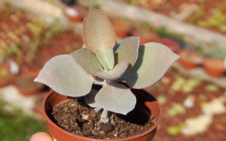 Kalanchoe bracteata kolopejka