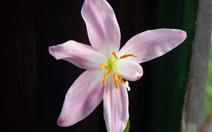Zephyranthes rosea