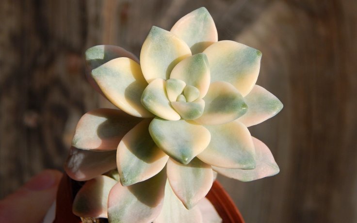 Graptoveria Titubans variegata - barevný sukulent