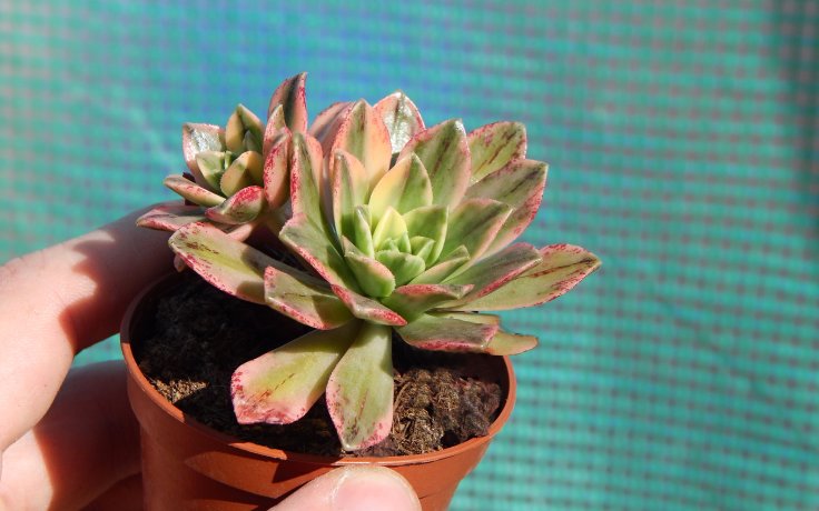 Aeonium Bronze Medal variegata