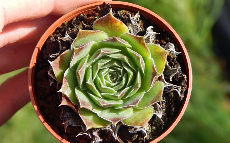 Jovibarba heuffelii Oreade