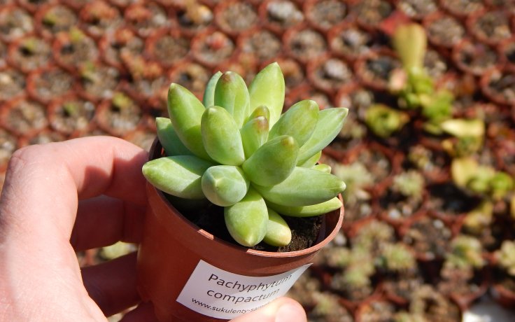 Pachyphytum compactum tlusté listy