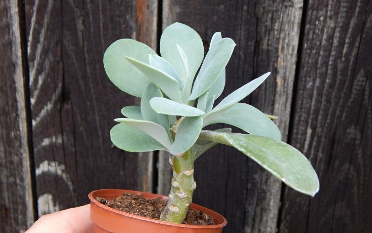 Senecio galpinii - sukulent