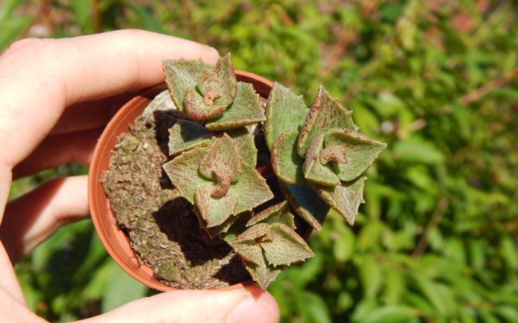 Crassula Red Lips - Vzácný kultivar sukulent