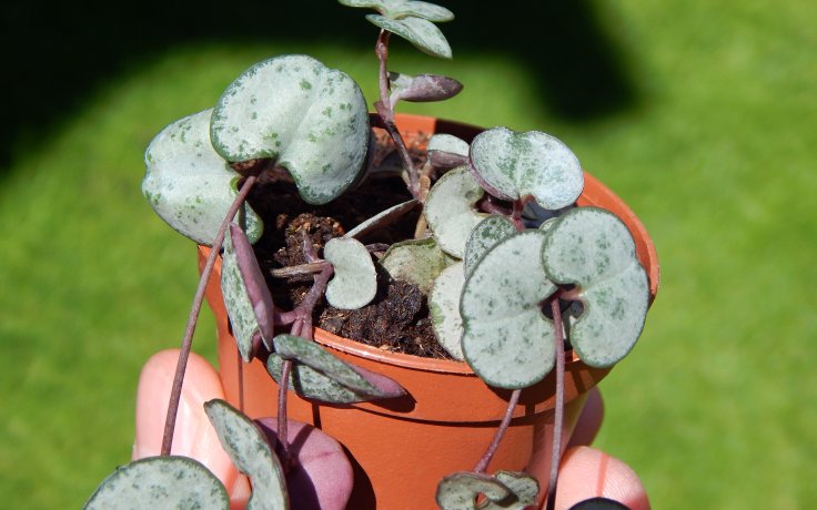 Ceropegia woodii Silver Glory - sukulenty a kaktusy