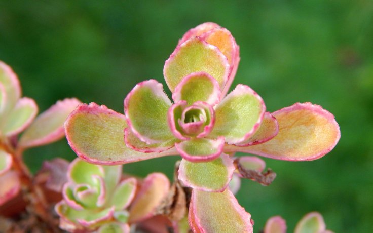 Sedum spurium Tricolor rozchodník