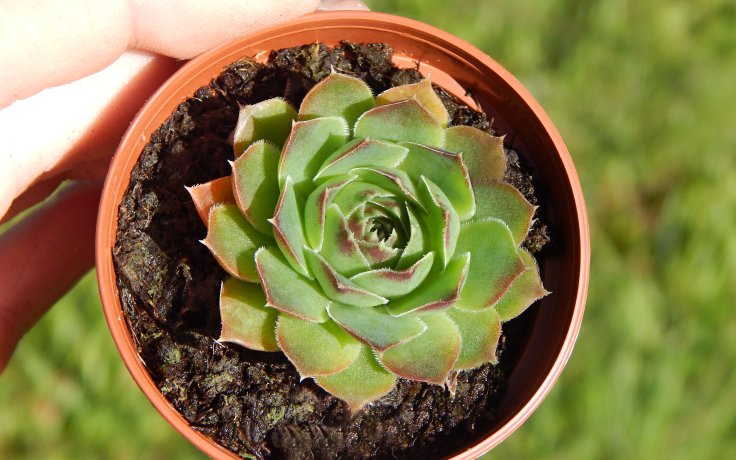 Jovibarba heuffelii Mount Baker