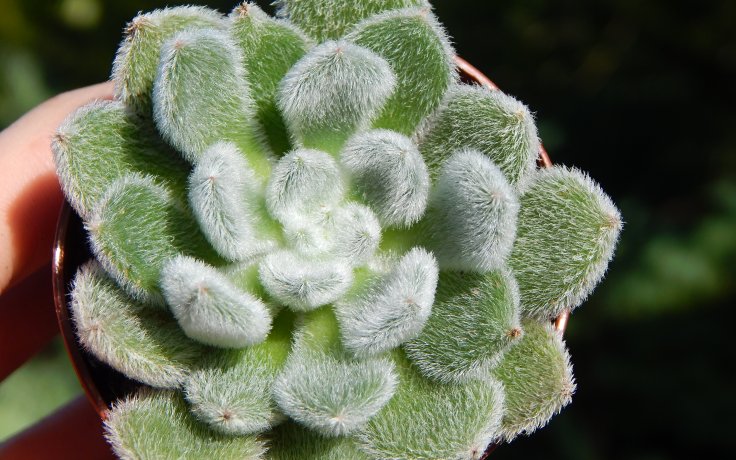Echeveria Bombycina pokojovka bílá